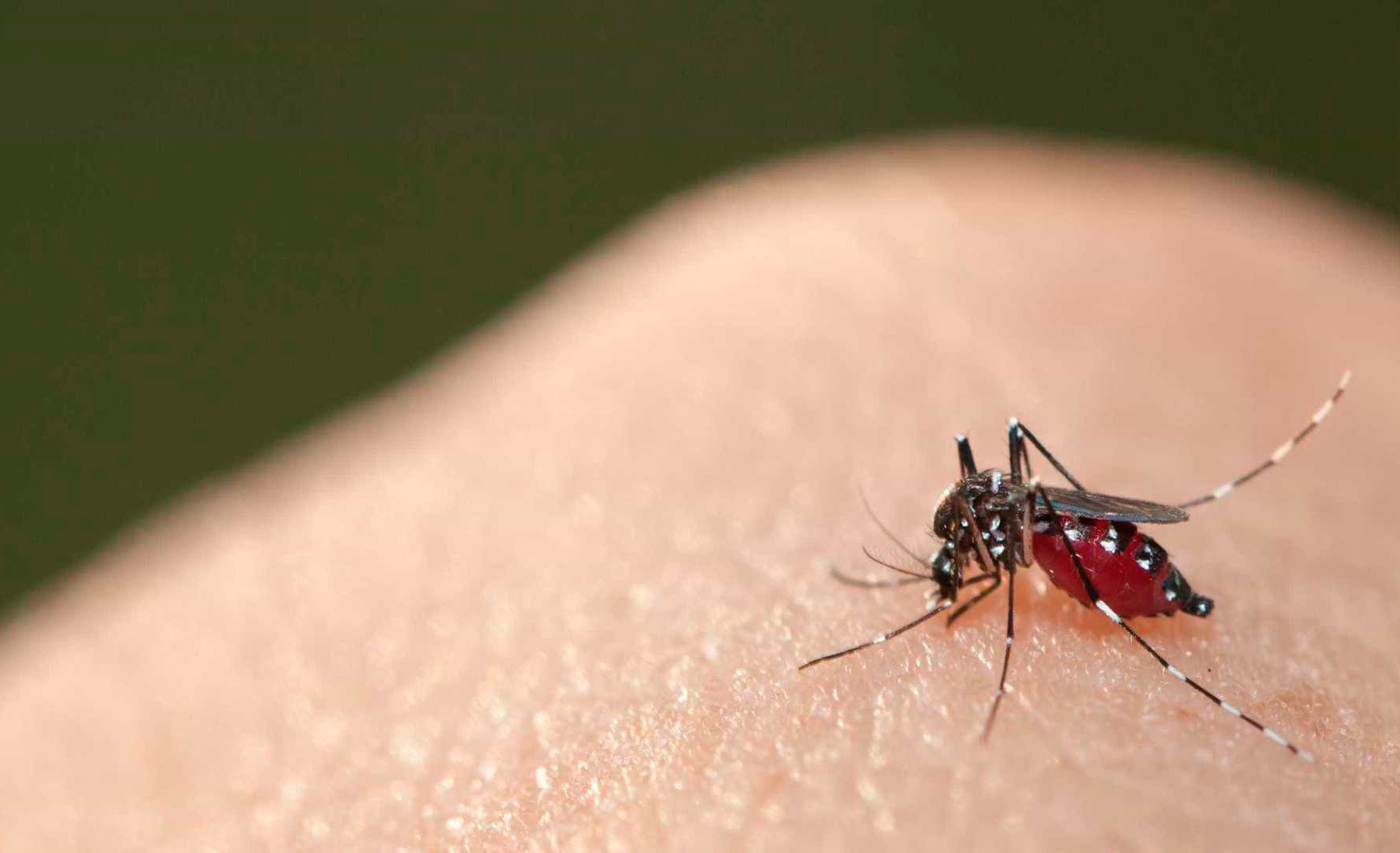 Chikungunya poderá ter nova epidemia nos próximos dois anos, alertam pesquisadores